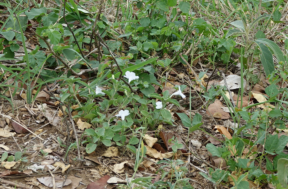 White Veld Violet From Mopani District Municipality South Africa On