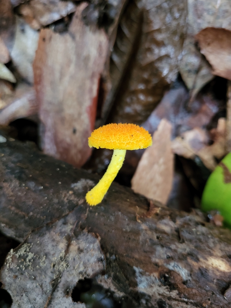 Golden Scruffy Collybia From Chuwar QLD 4306 Australia On January 15