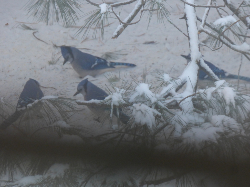 Blue Jay From Lennox And Addington County On Canada On January