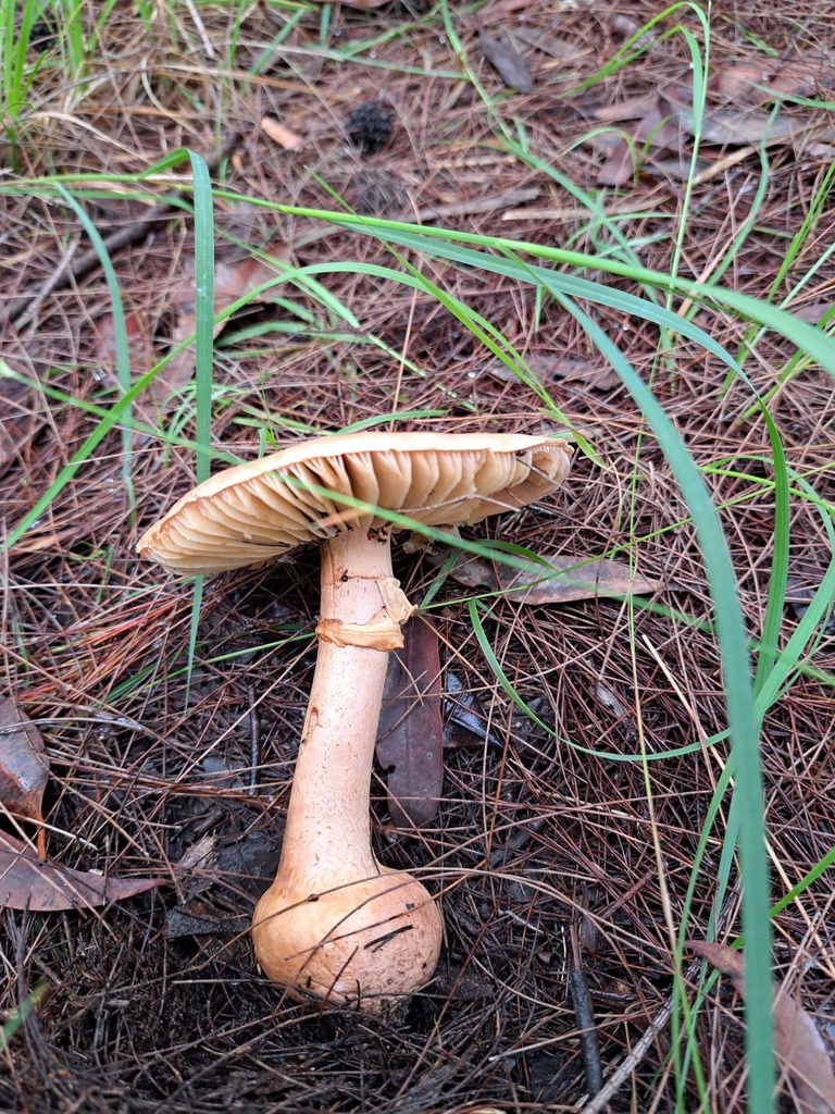 Ocher Gilled Barefoot Lepidella From Cnr Glendale Rd Pacific Hwy