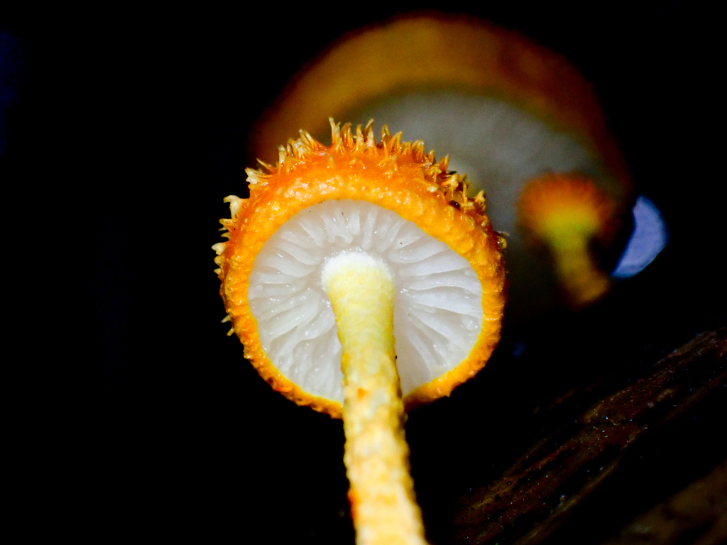 Golden Scruffy Collybia From Strickland State Forest Somersby Nsw