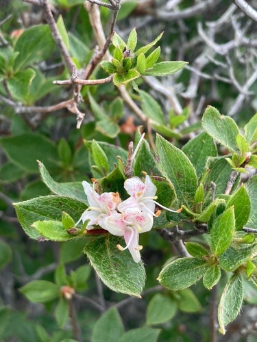 Rhododendron Sohayakiense INaturalist