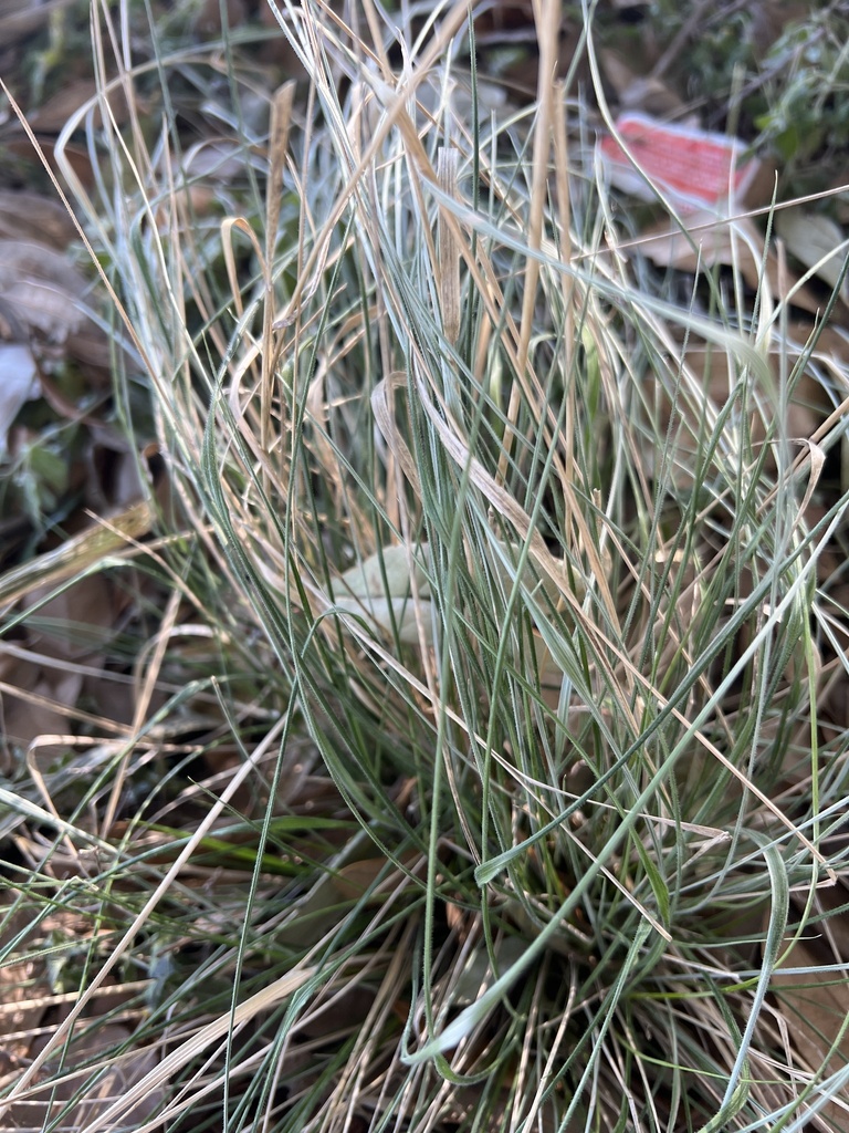 Grasses From S University Parks Dr Waco Tx Us On January At