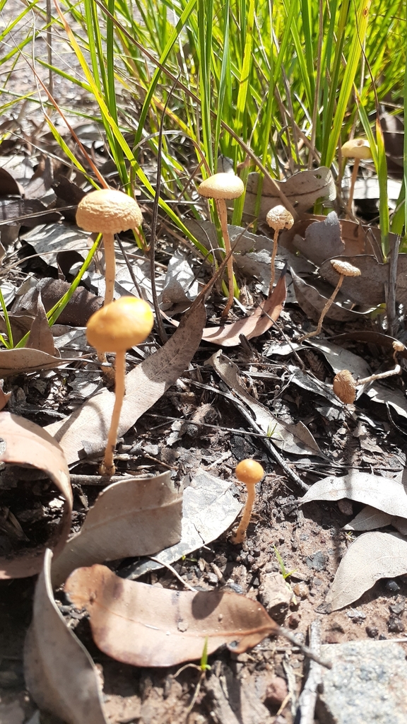 Common Gilled Mushrooms And Allies From Torbanlea QLD 4662 Australia