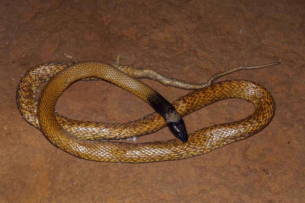 Western Brown Snake From Lasseter Hwy Nt Australia On January