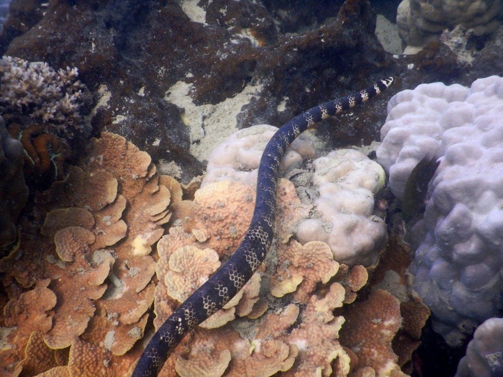 Turtle Headed Sea Snake From Baie Des Citrons Noum A Nouvelle