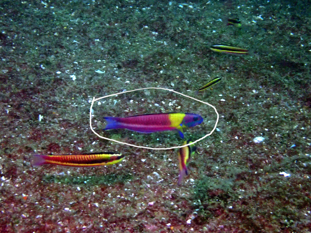 Cortez Rainbow Wrasse From La Paz MX BS MX On January 17 2024 At 12