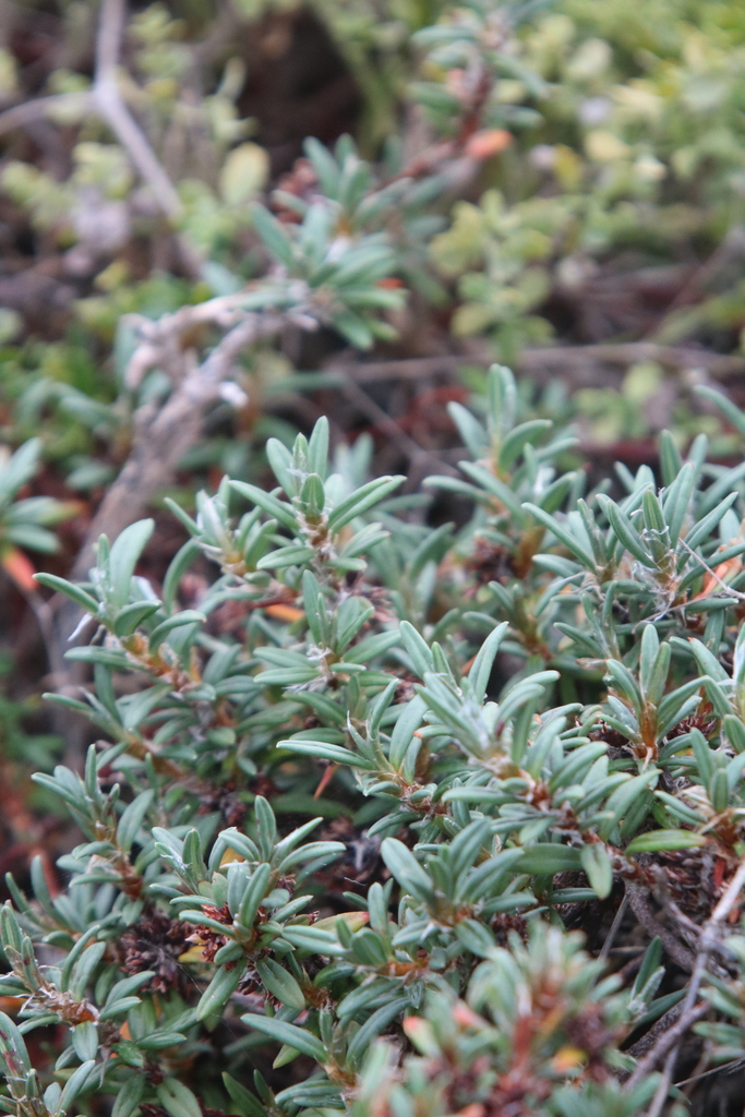 Beach Knotweed From San Mateo County CA USA On January 13 2024 At 11