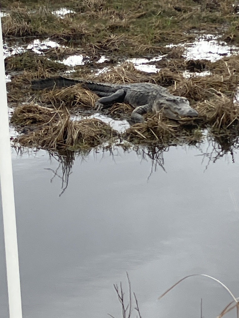 American Alligator From Brazoria Tx Us On January At