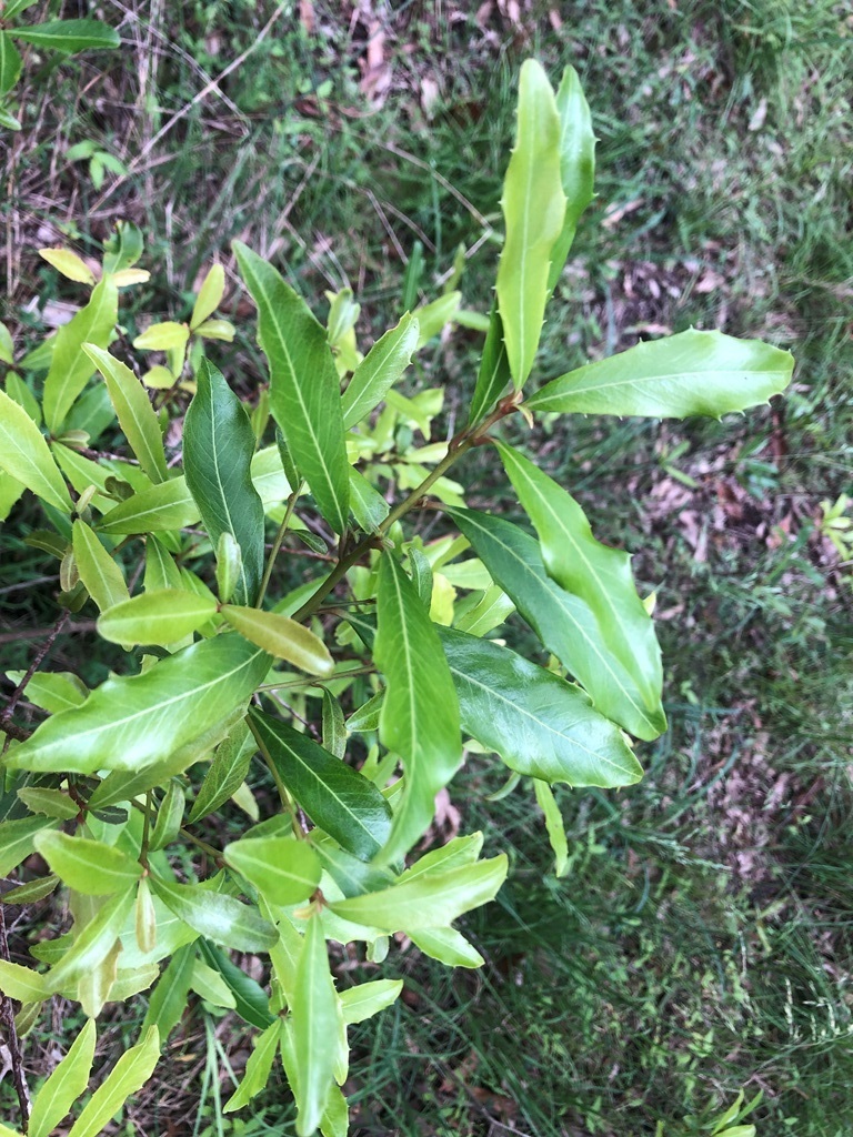 Variable Muttonwood From East Haldon Qld Australia On January