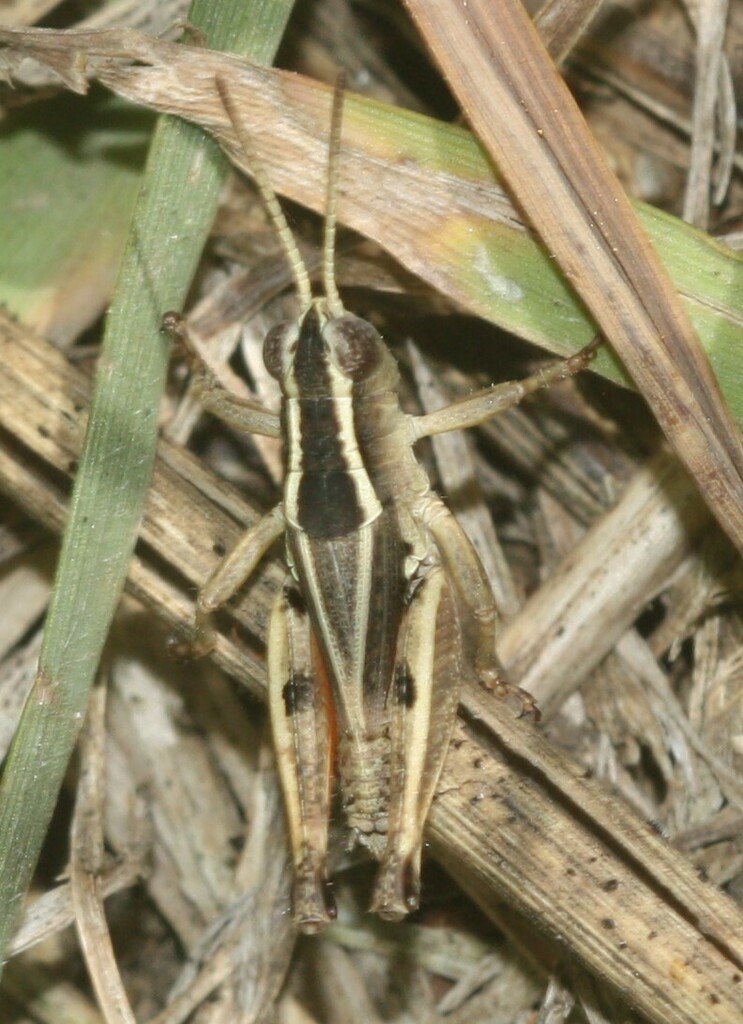 Wingless Grasshopper From Geelong VIC Australia On January 1 2024 At