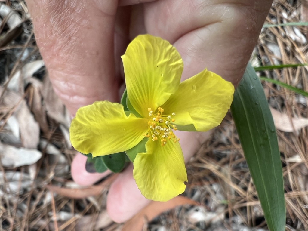 Fourpetal St Johnswort From Se Commerce Ave Stuart Fl Us On January