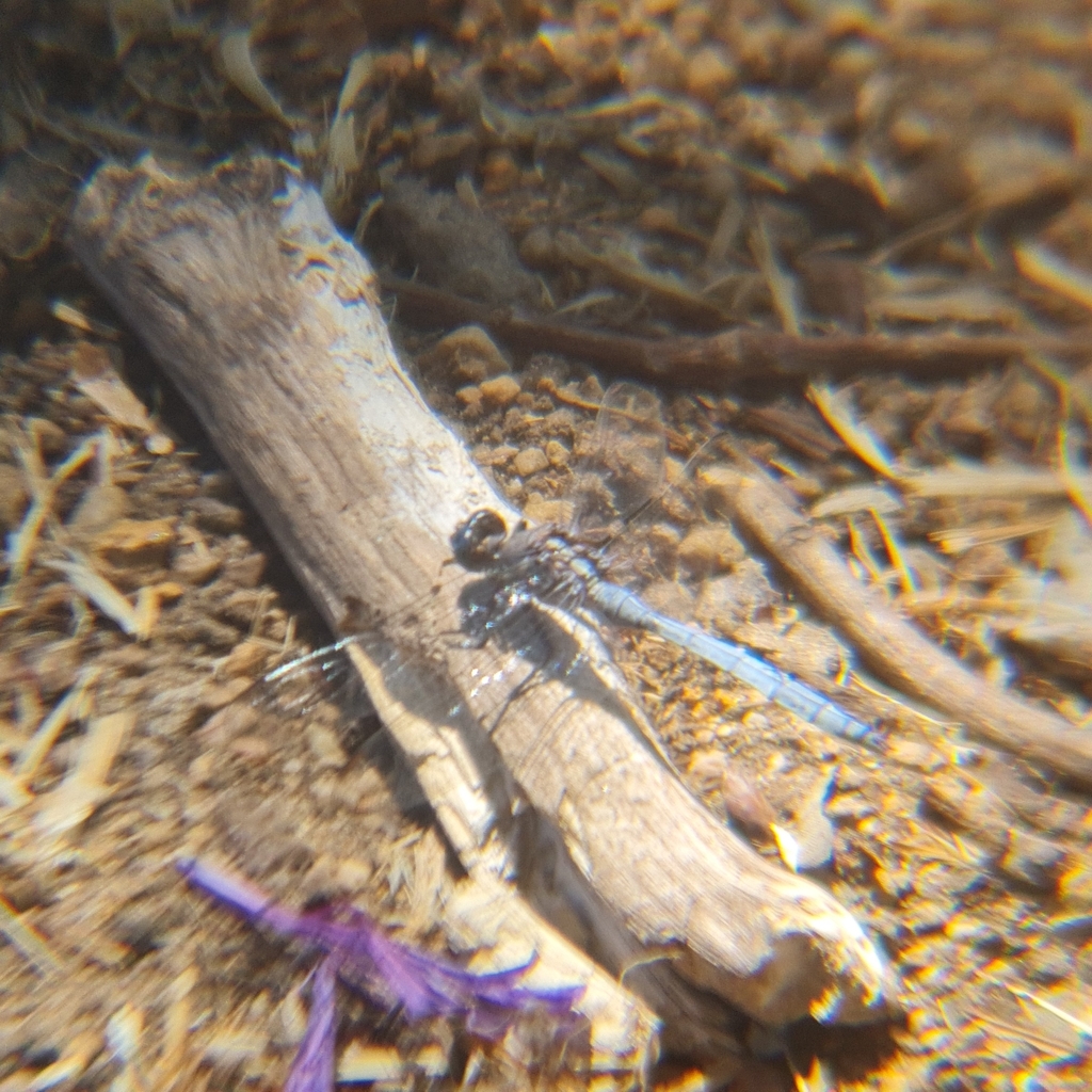 Cape Julia Skimmer From Helderberg Nature Reserve Cape Town