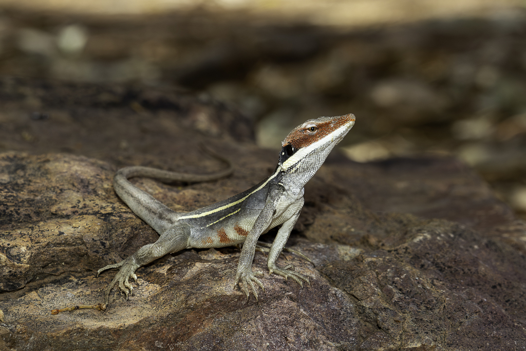 Long Nosed Water Dragon From Mount Zeil NT 0872 Australia On January