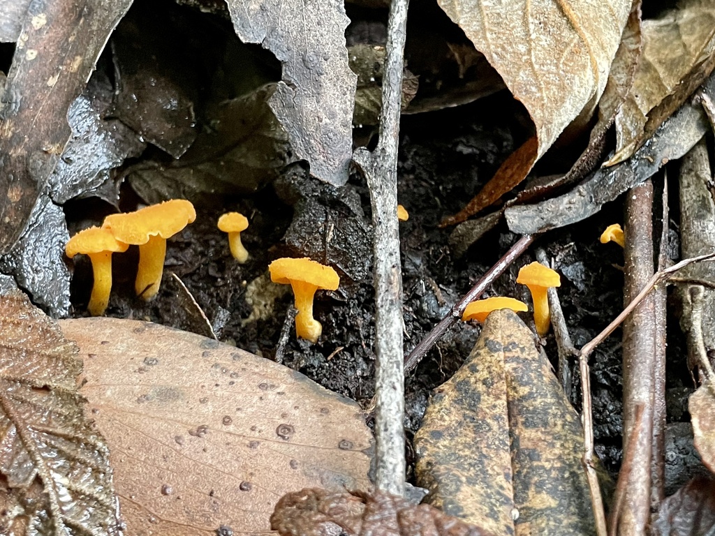 Australian Chanterelle From Steavenson Falls Natural Features And