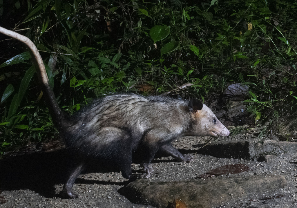 Southern Opossum From Capuchin Hill Trap Camera Merazonia On January