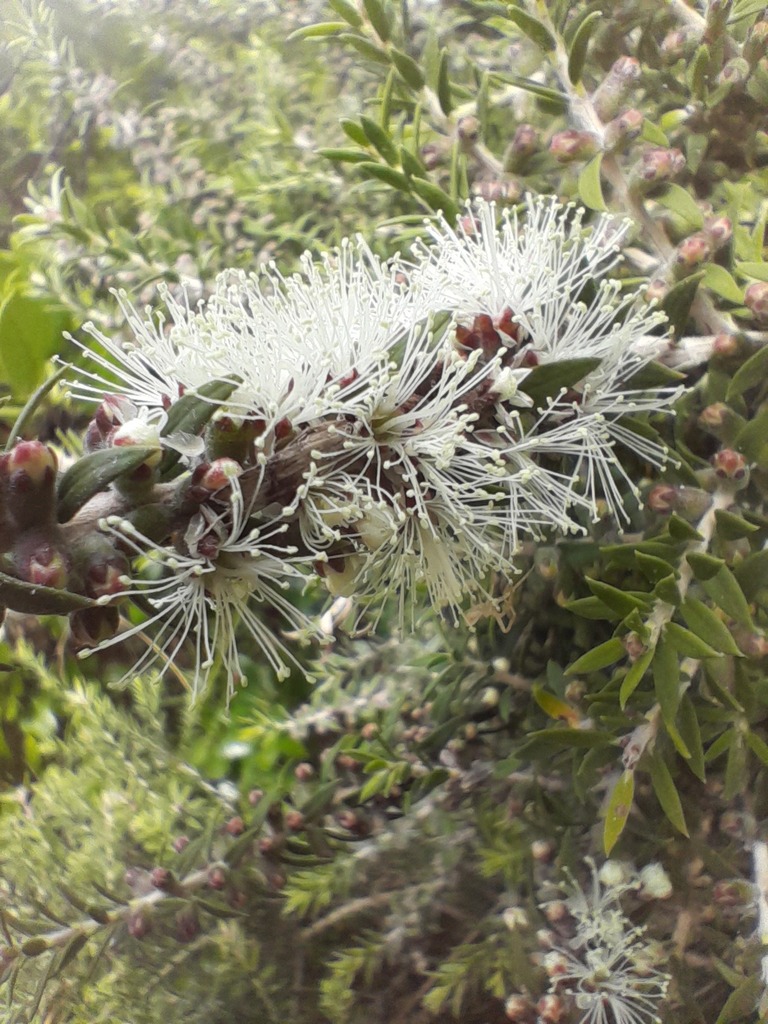 Bottlebrushes From Portland VIC 3305 Australia On January 21 2024 At