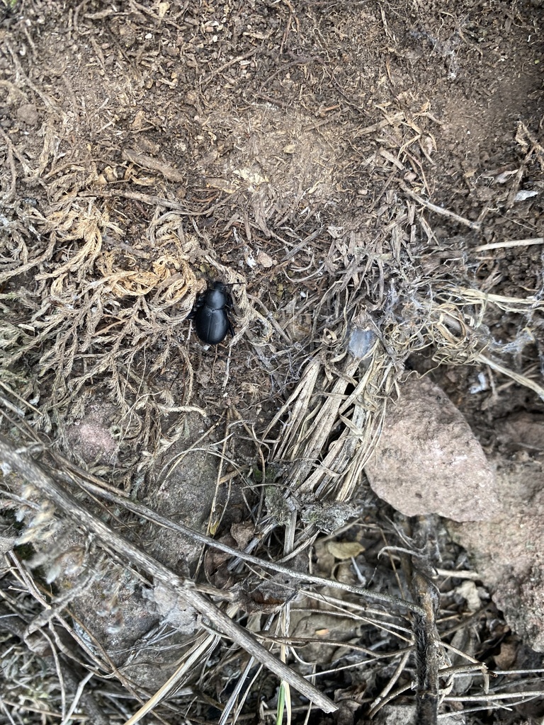 Desert Stink Beetles From Tequisquiapan Qro Mx On January