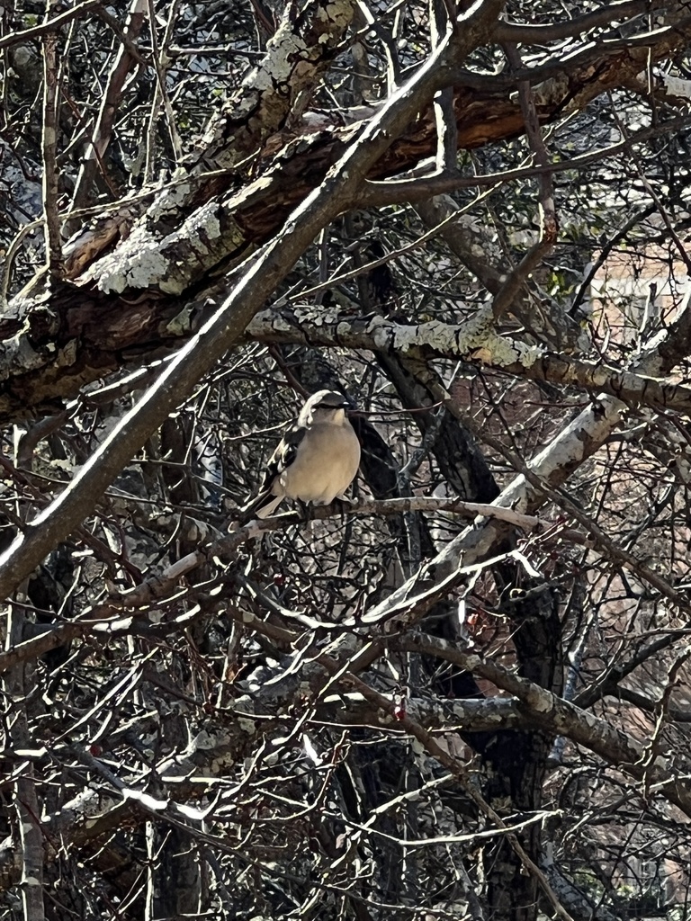 Northern Mockingbird From Samford University Homewood AL US On