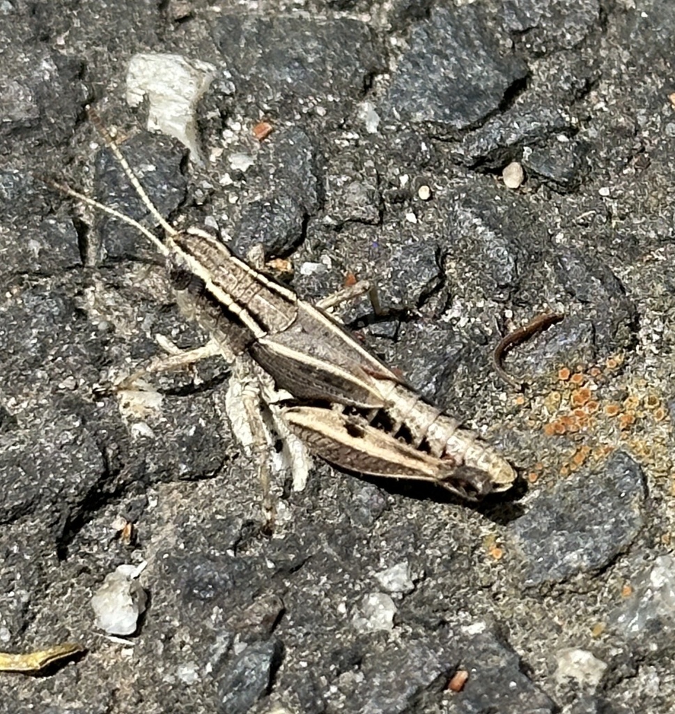 Wingless Grasshopper From Bourke St Melbourne Vic Au On January