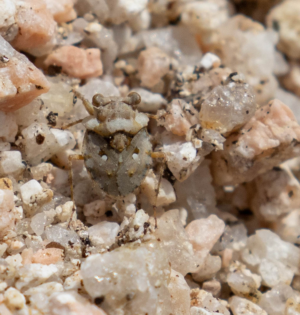 Big Eyed Toad Bug From La Paz Bcs Mexico On January At