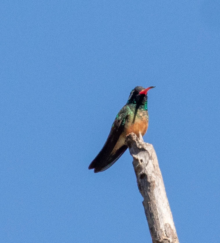 Xantus S Hummingbird From La Paz Bcs Mexico On January At