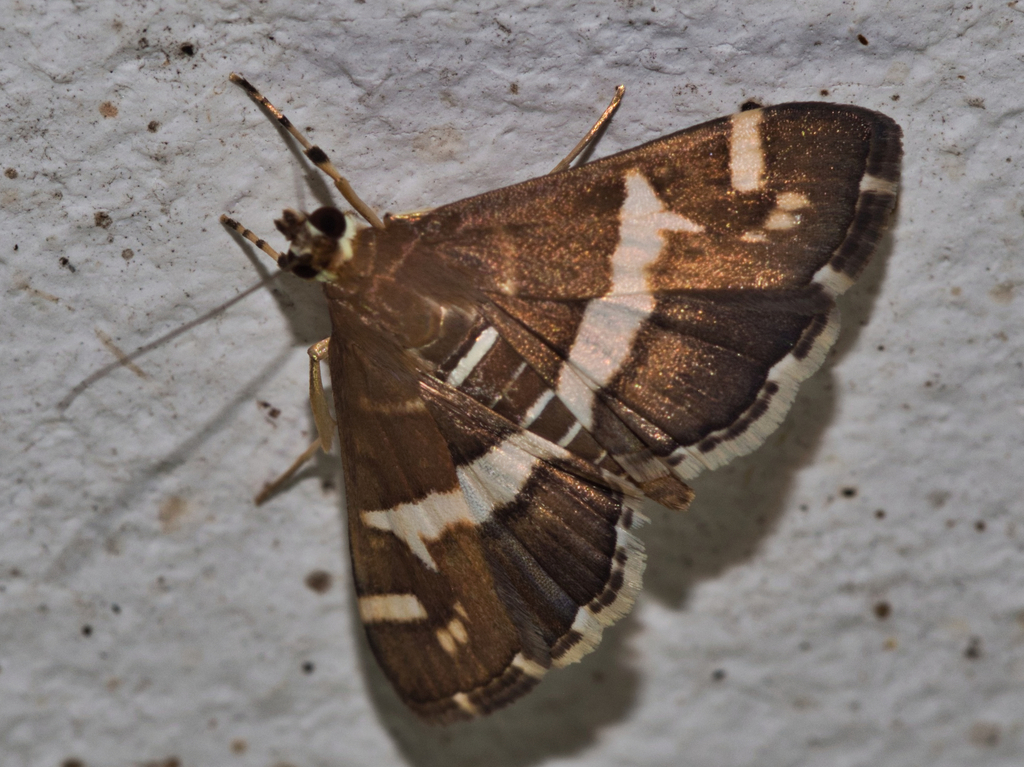 Hawaiian Beet Webworm Moth From Old Environment Department Office