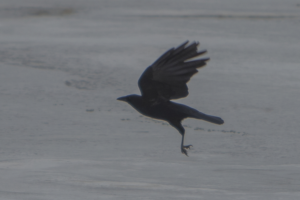 American Crow From Pohick Bay Regional Park Fairfax Va Usa On January