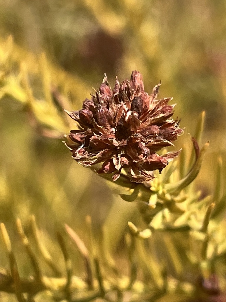 Rough Rootthug From Helderberg Nature Reserve Somerset West Wc Za On