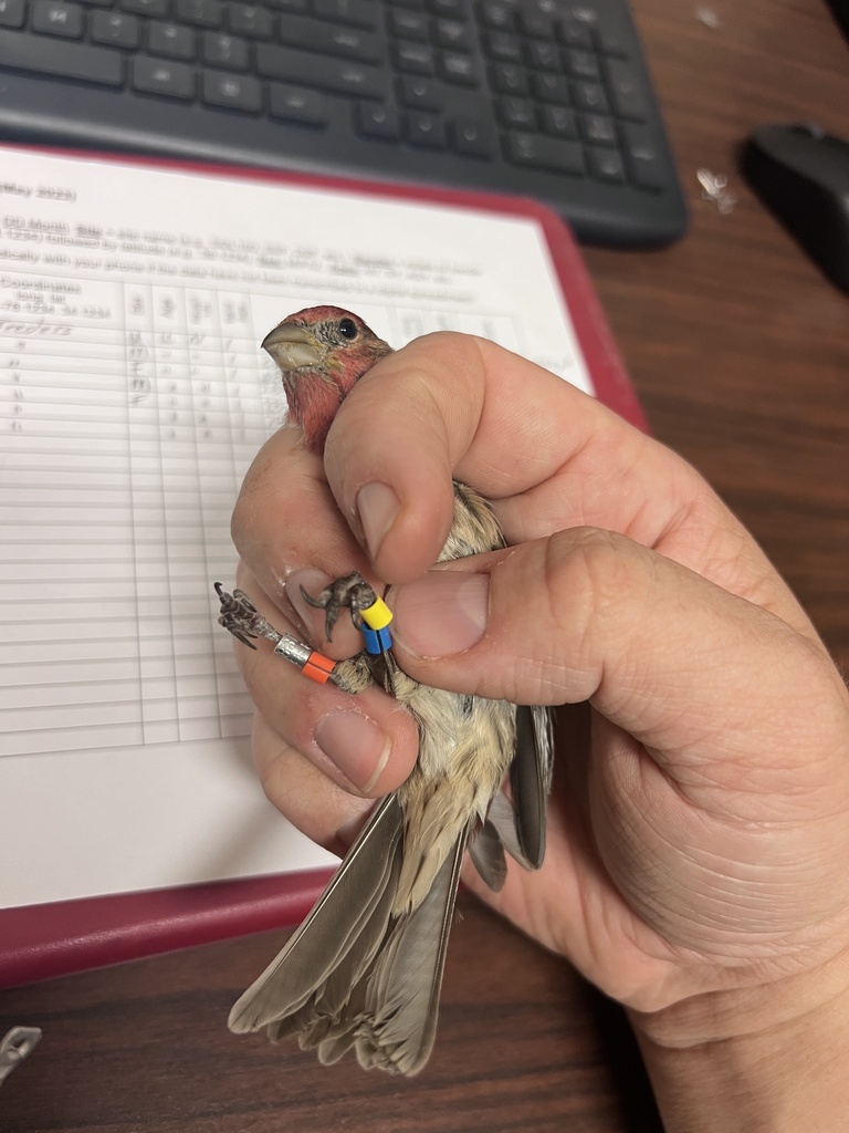 House Finch From Albert B Chandler Hospital Lexington KY US On