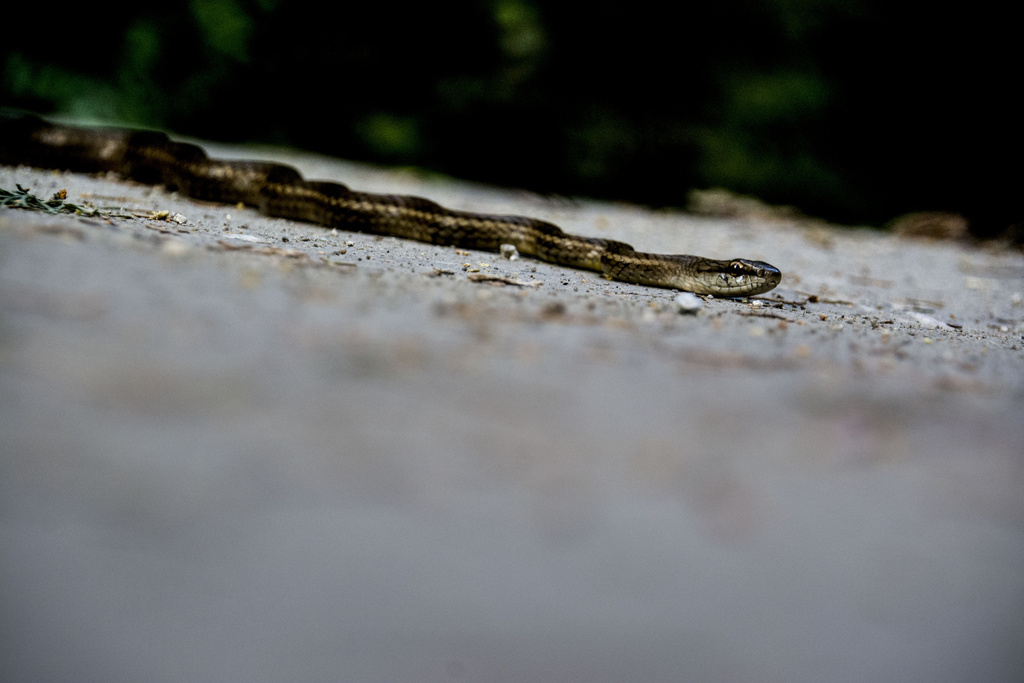 Salmon bellied Racer from Bahía de Barranca Puntarenas Puntarenas CR