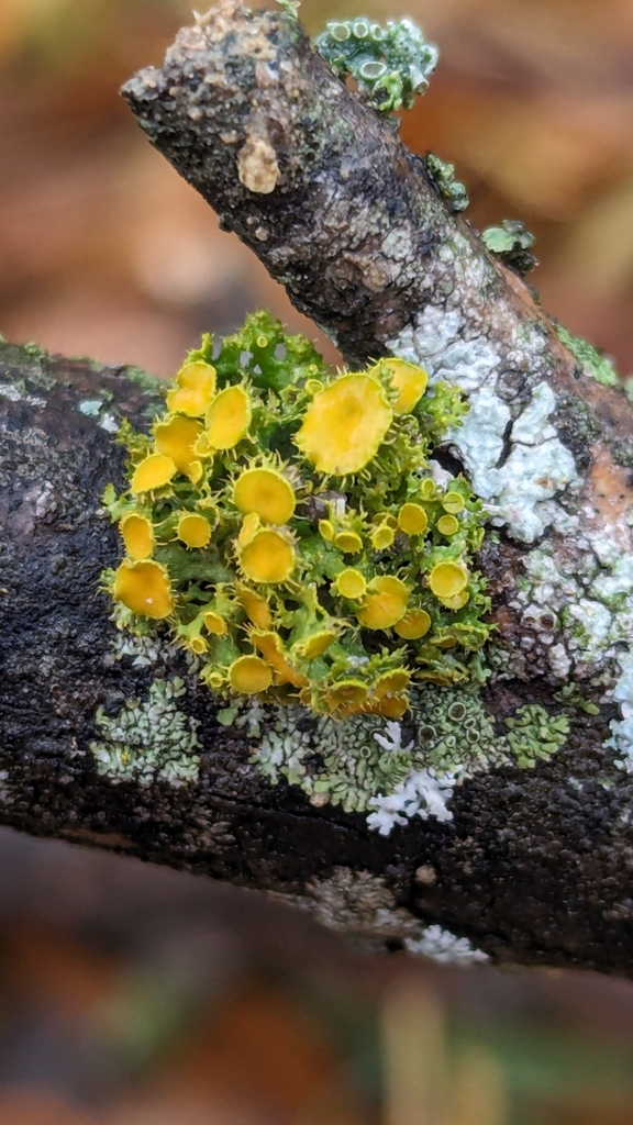 Golden Eye Lichen From Lake Park Mesquite Tx Usa On January