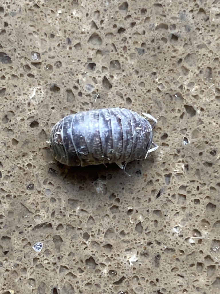 Common Pill Woodlouse From Burraneer Rd Coomba Park NSW AU On