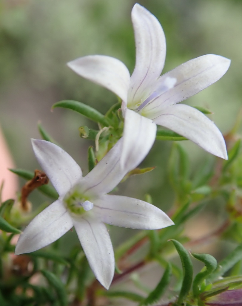 Wahlenbergia Thunbergii From Roodefontein 440 Ptn 42 South Cape DC