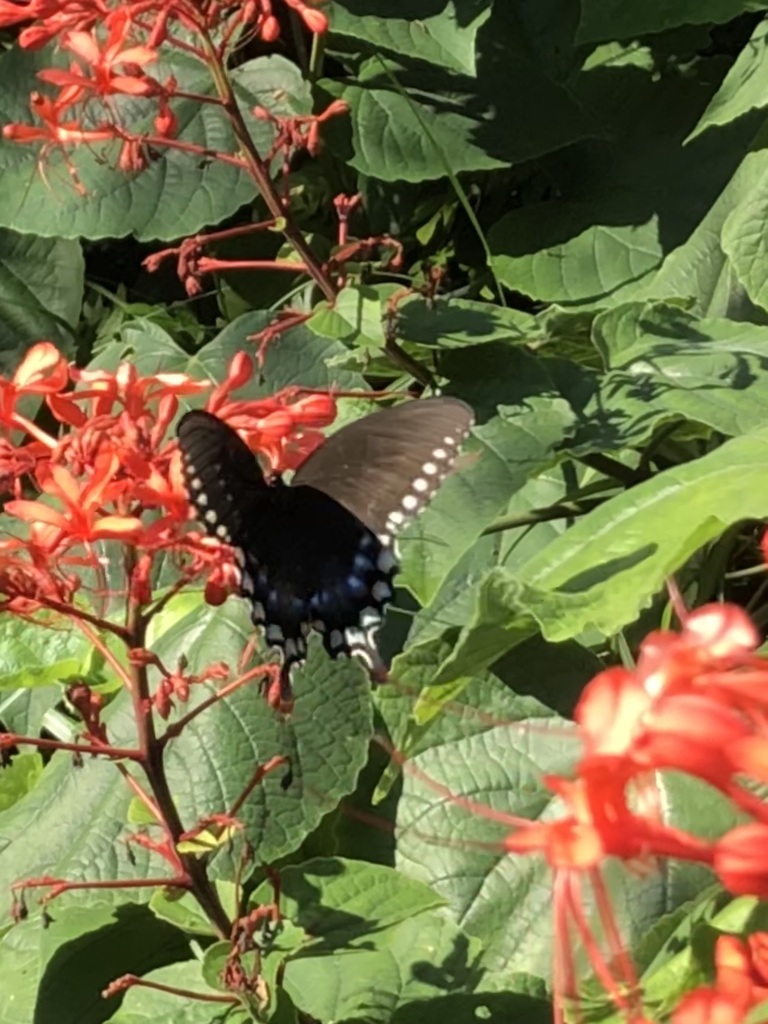 Spicebush Swallowtail From Cocoa West FL USA On September 7 2022 At