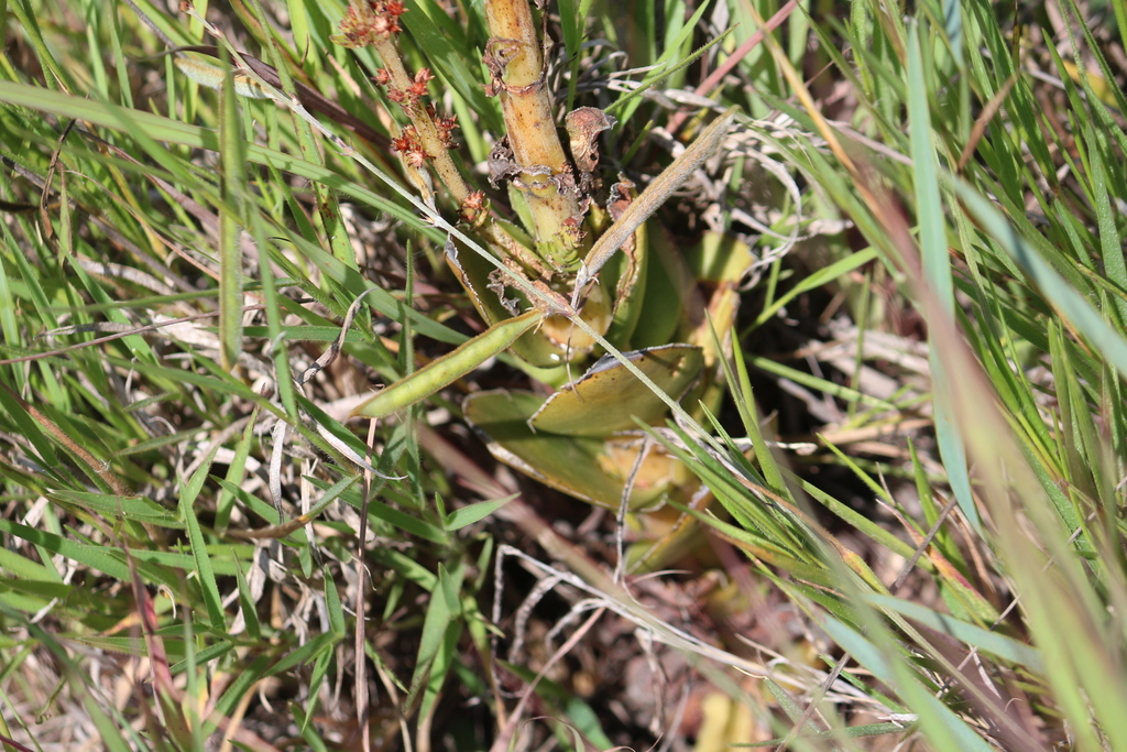 Crassula Capitella Nodulosa From West Rand District Municipality South