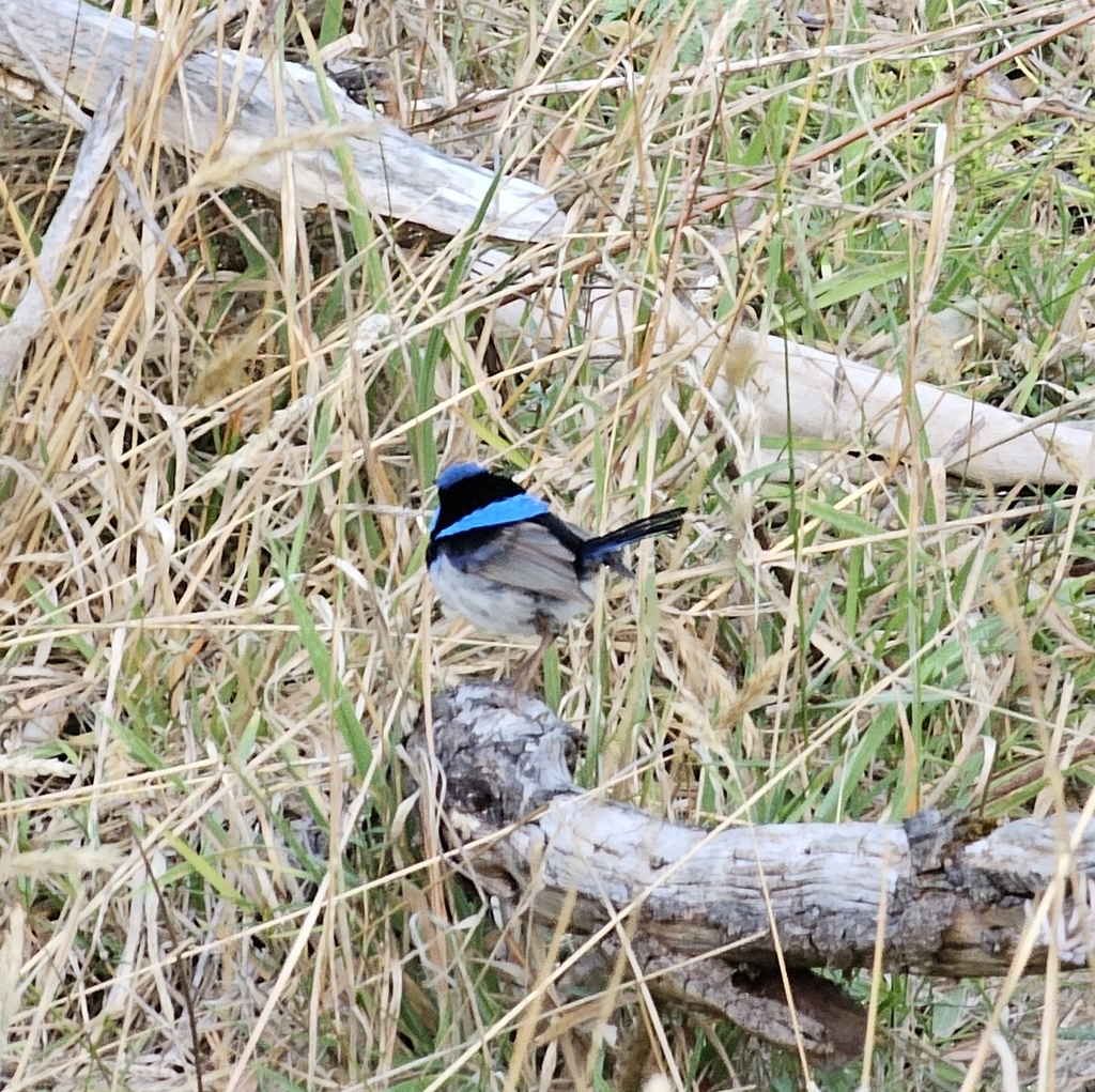 Superb Fairywren From Tower Hill Vic Australia On January