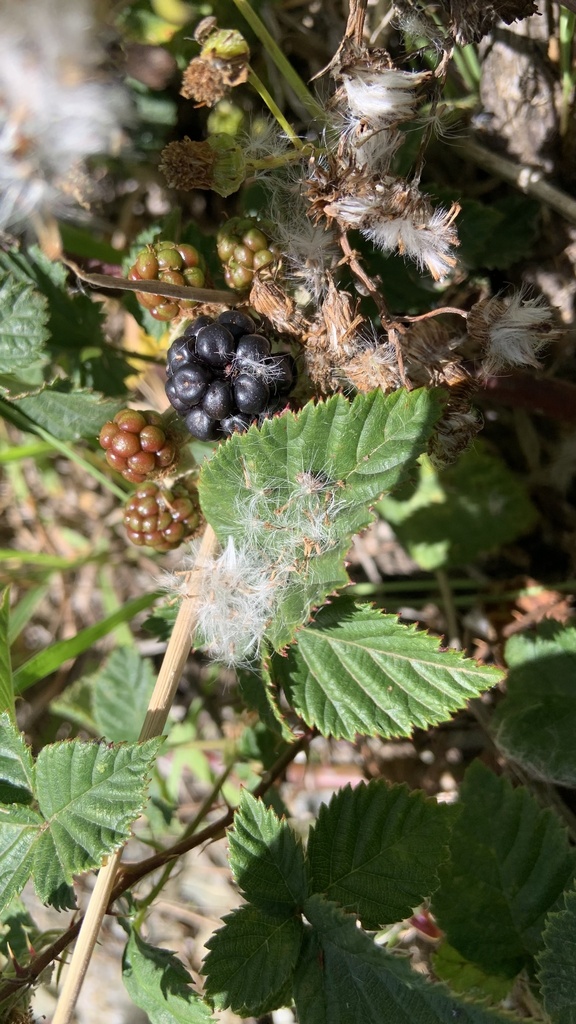 Vigorous Bramble From Raymond Mhlaba Rural Raymond Mhlaba EC ZA On