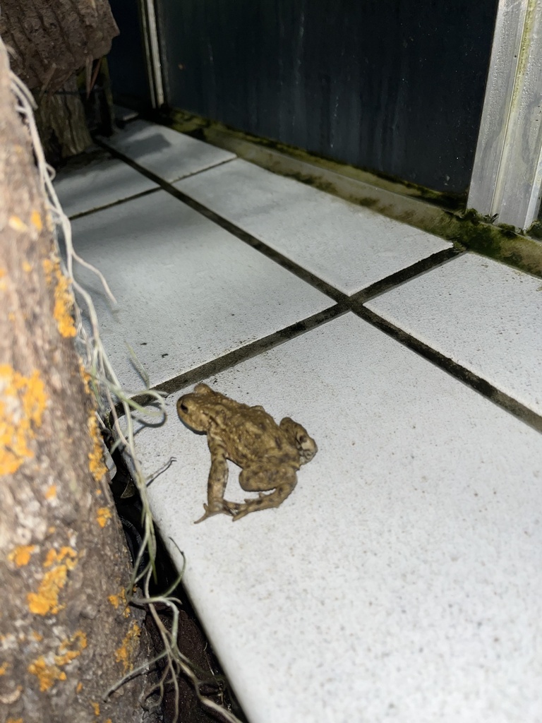 European Toad from Universität Ulm Ulm Baden Württemberg DE on