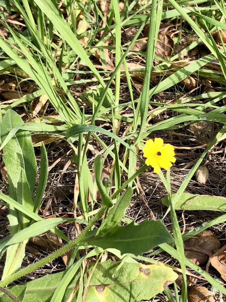 Cretanweed From Escondido CA US On January 26 2024 At 11 16 AM By