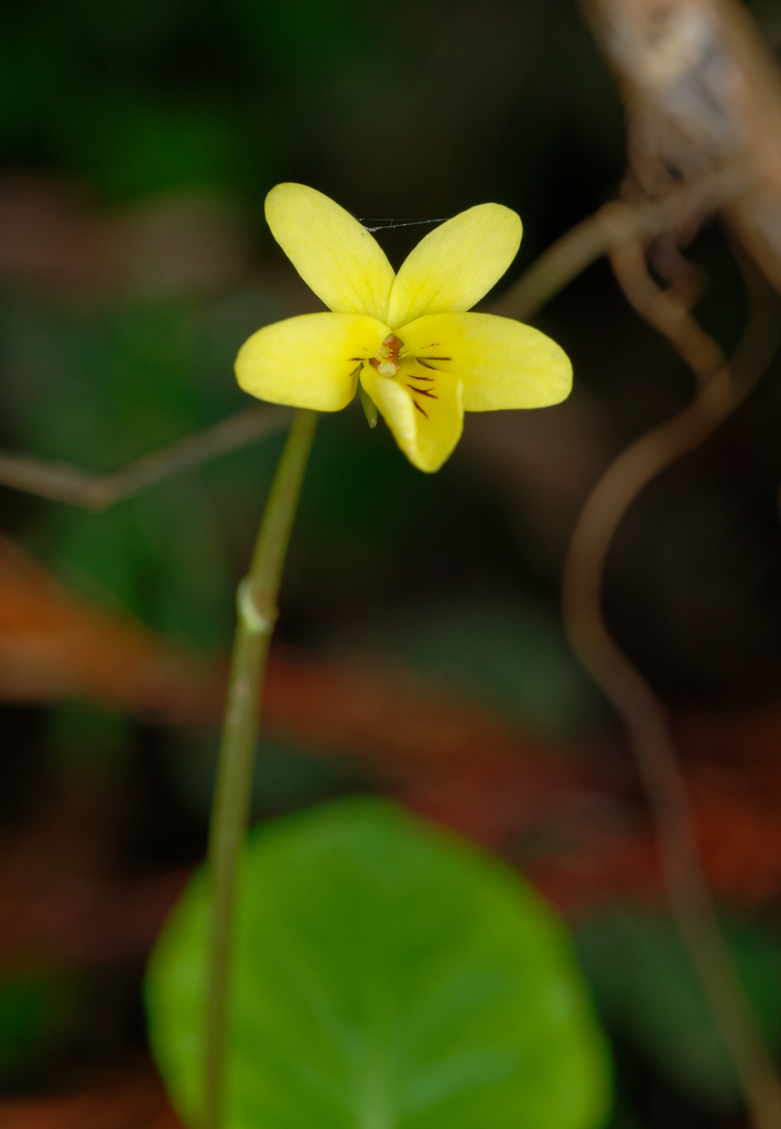 Redwood Violet From San Mateo County Ca Usa On January At