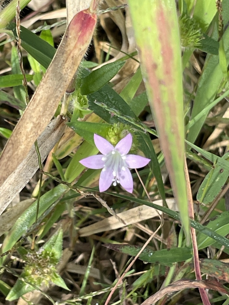 Largeflower Mexican Clover From Bird Rookery Swamp Trail Naples Fl