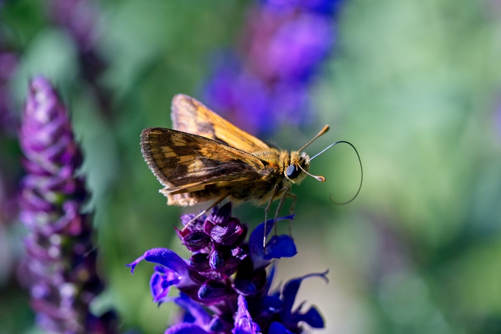 Peck S Skipper From Mequon WI USA On June 17 2022 At 04 03 PM By