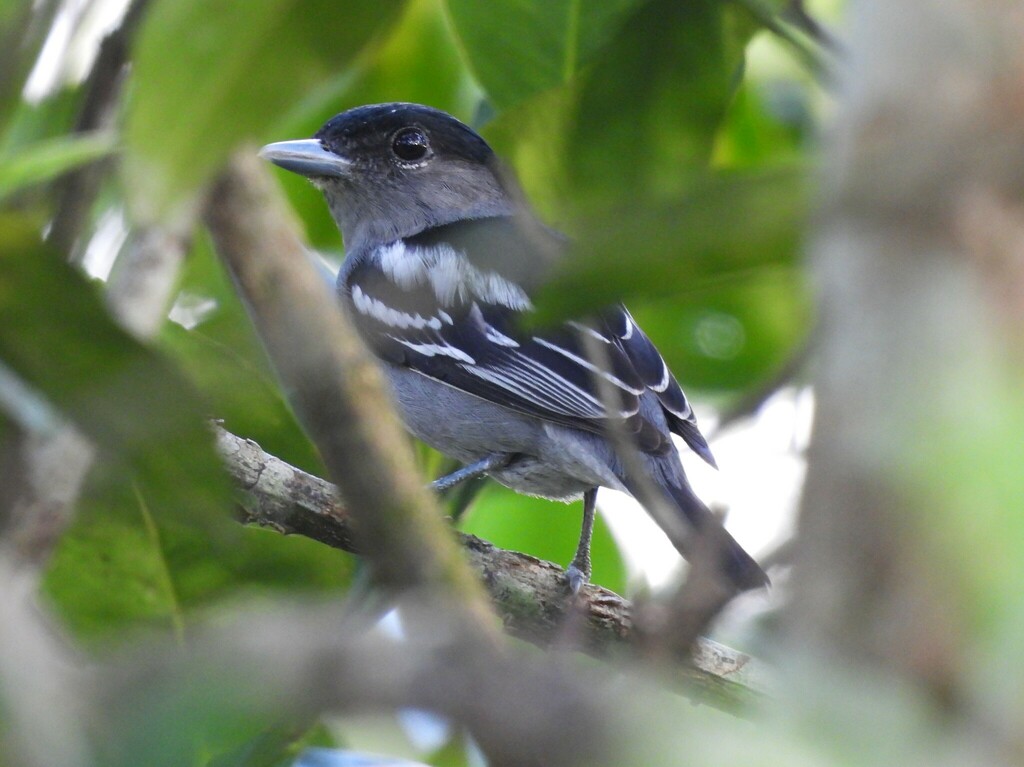 White Winged Becard From Mollejon Road San Ignacio Belize On January