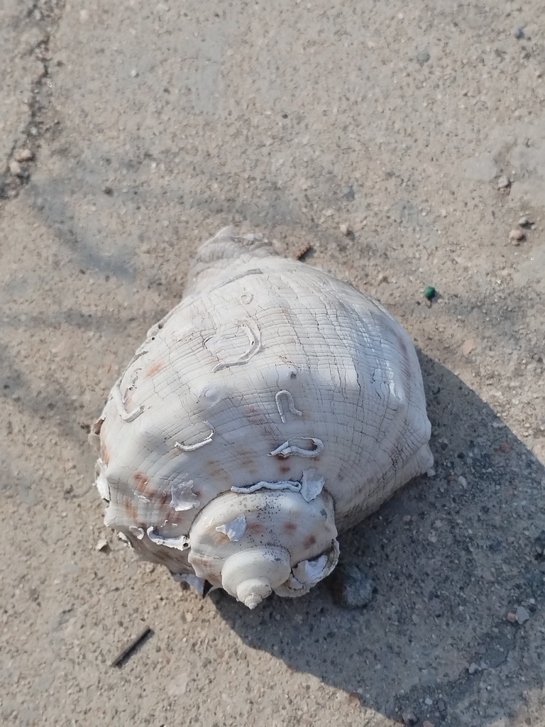 Veined Rapa Whelk From Weihai Cn Sd Cn On January At