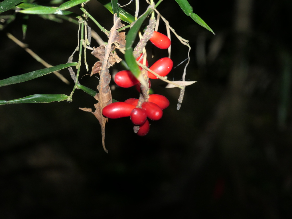 Candle Vine From Border Ranges NSW 2474 Australia On January 26 2024