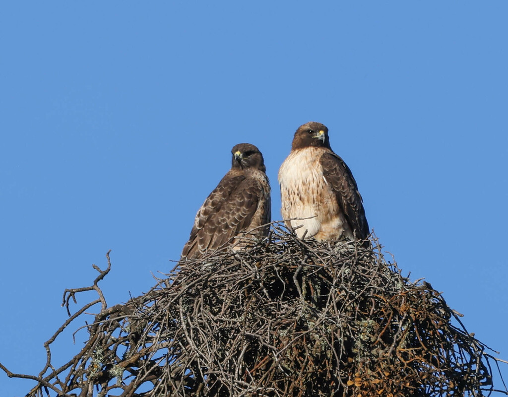 Red Tailed Hawk From Suey Creek Rd California Usa On January