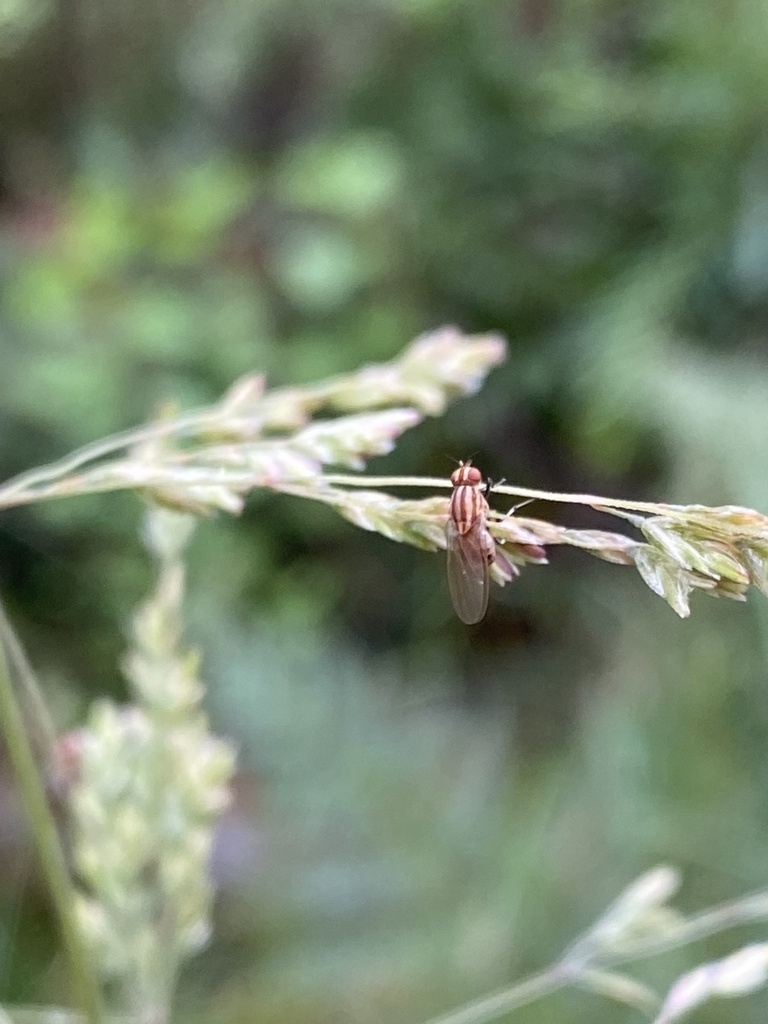 Sapromyza Brunneovittata From Dandenong Ranges National Park Tremont