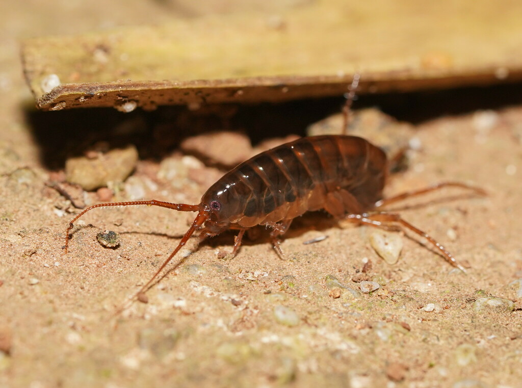 Terrestrial Amphipods From Olinda VIC 3788 Australia On January 27