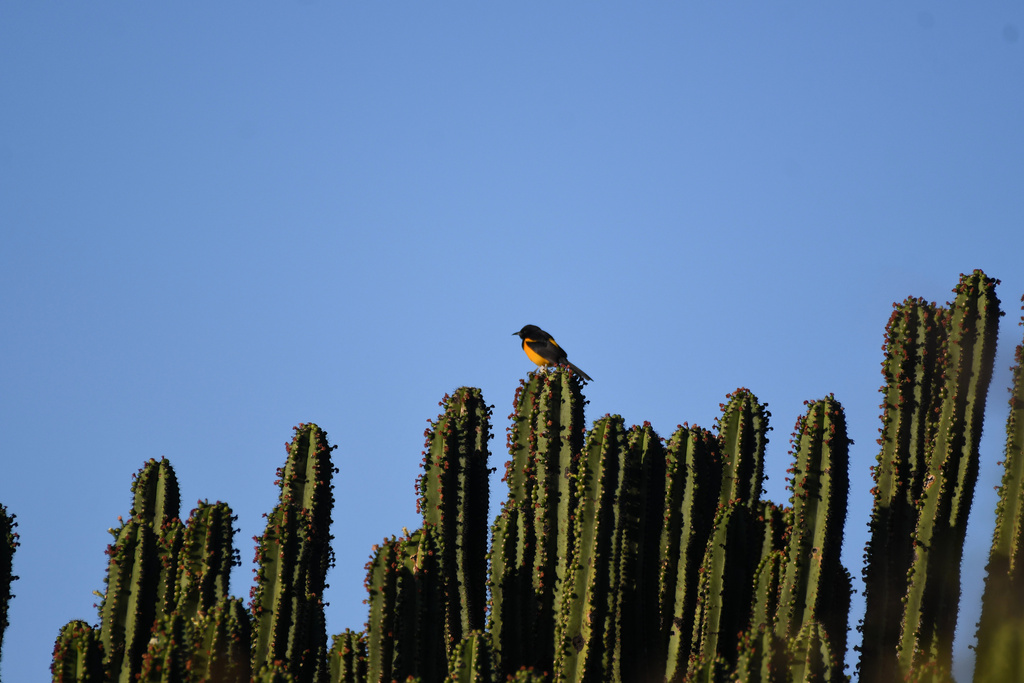 Black Vented Oriole From Tlacolula De Matamoros Oaxaca Mexico On